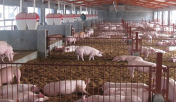 畜牧養(yǎng)殖場開始試運營