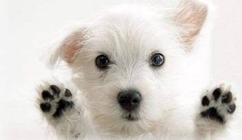 寧波科瑞特列為農業(yè)部獸藥產品追溯系統(tǒng)試點單位